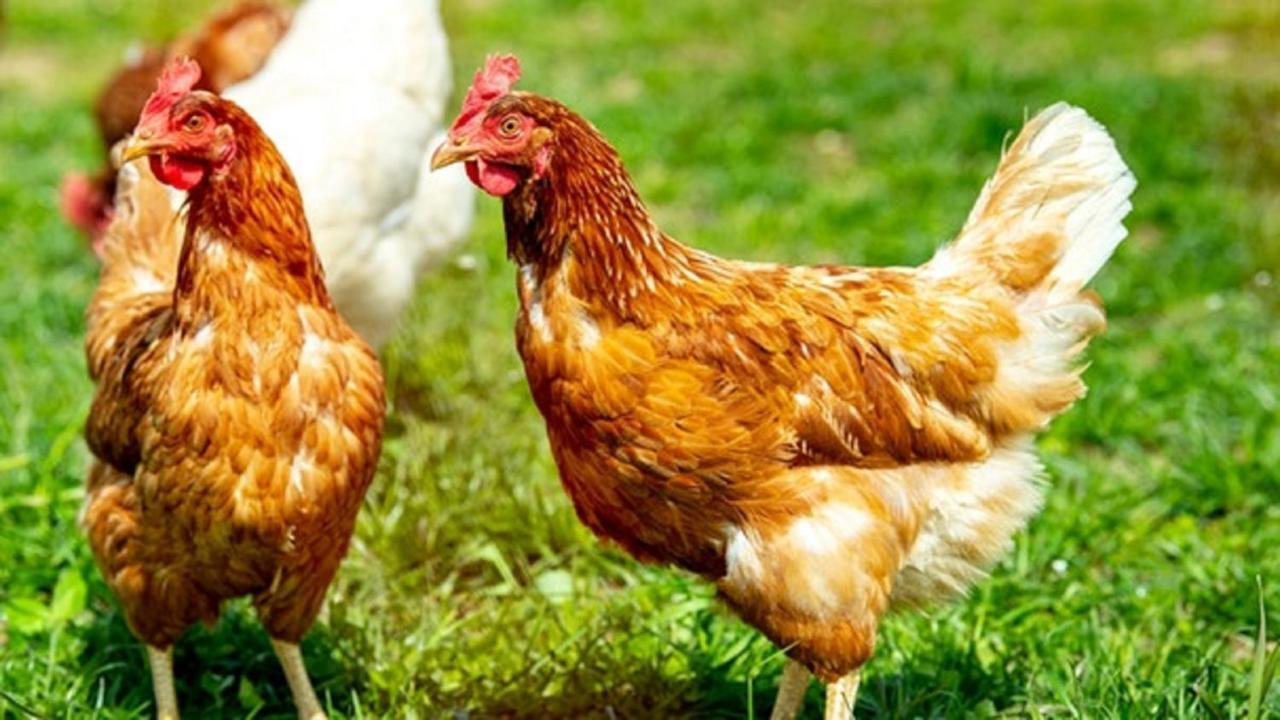Pension Rosengaertchen Absberg Zewnętrze zdjęcie